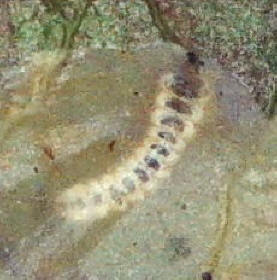 P. leucographella larva in mine.